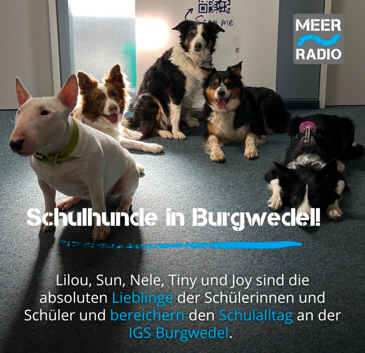 Schulhunde in Burgwedel – Meerradio berichtet